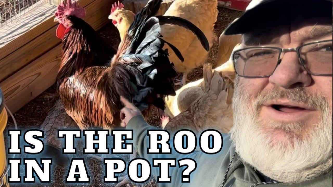 I Almost Cooked Rusty The Rooster