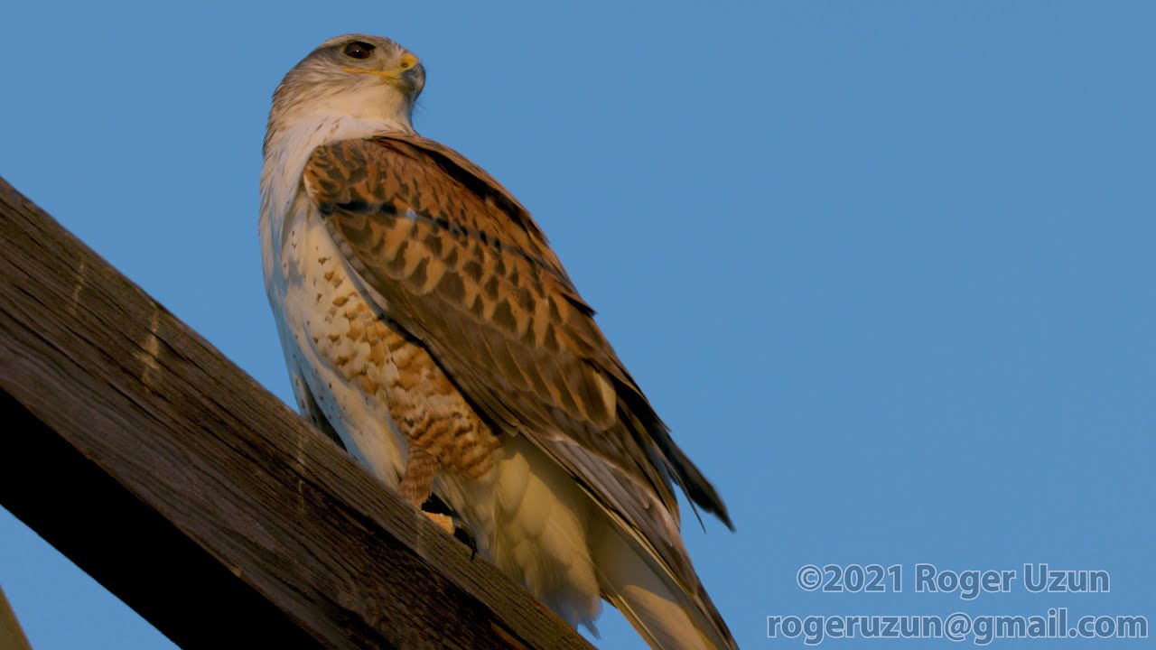 HDObservations : Ferruginous Hawk (4K UHD)