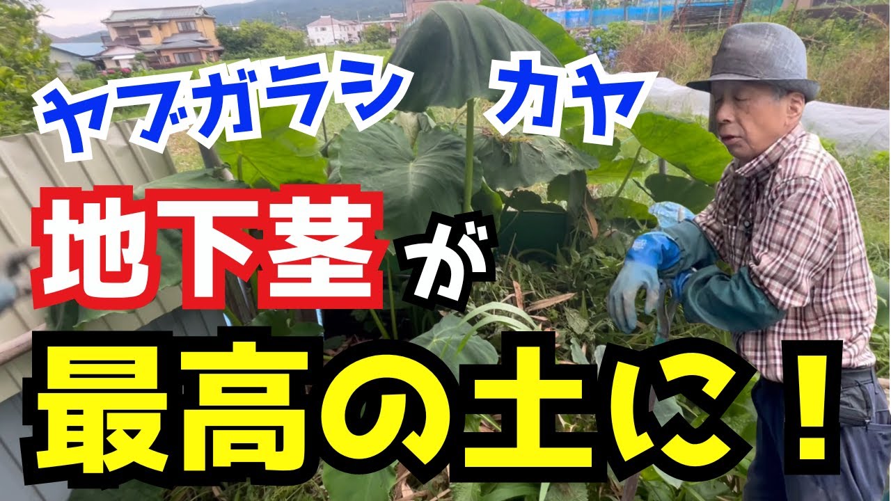 畑の地下茎ゴミがフワッフワの自然堆肥に生まれ変わる方法【ヤブガラシ、カヤ対策】
