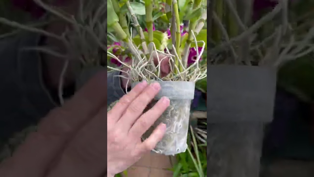 Cultivo Orqu&iacute;dea Dendrobium Nobile 😍😱👍