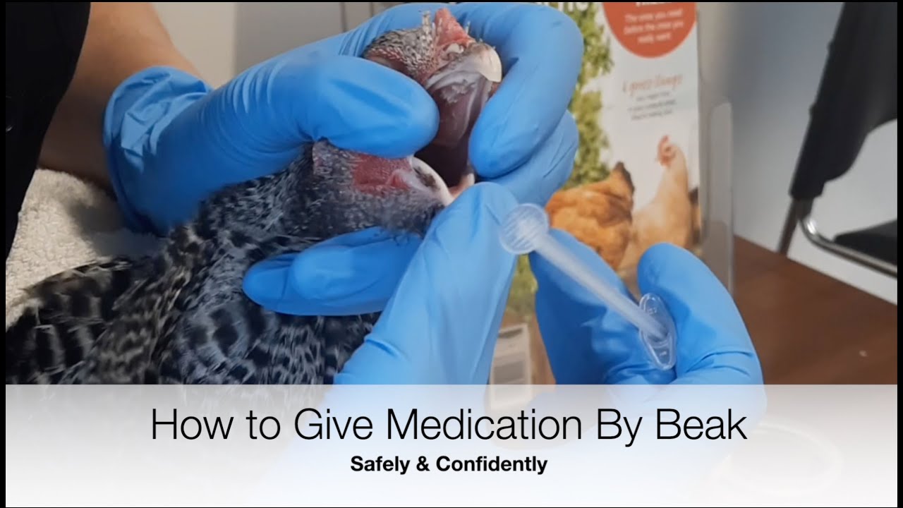 How To Give Chickens Medicine By Beak | Sez the Vet