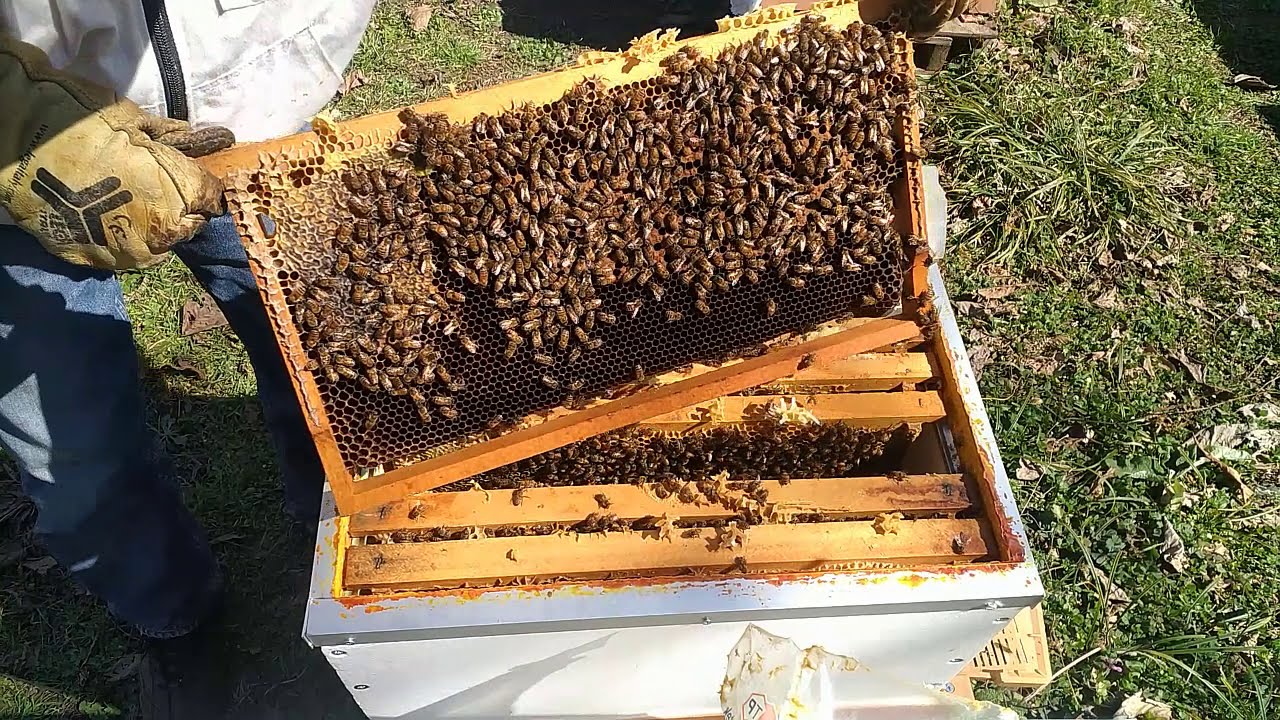 ARICILIK MART AYI KISA KONTROL 2021 #arı #arıcılık #bal #bee #queenbee #honey #honeybees