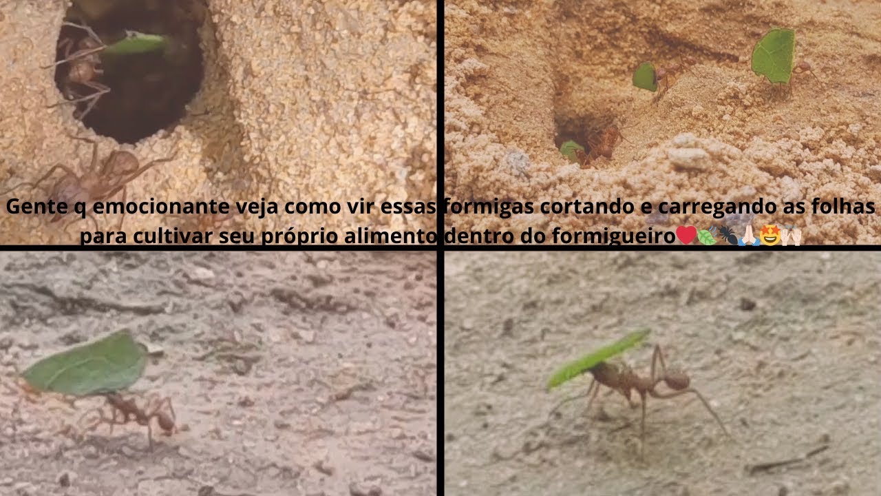 Emocionante VER essas formigas cortando e carregando as folhas para cultivar seu próprio alimento