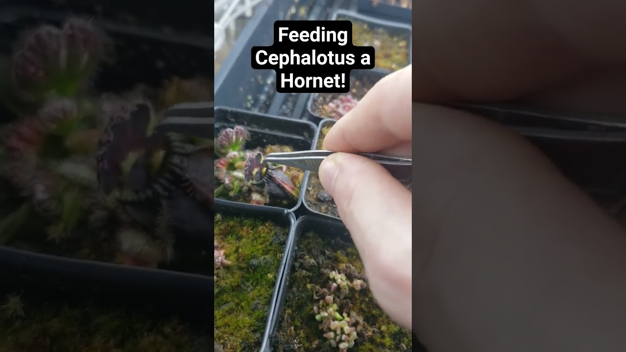 Feeding A Cephalotus A Hornet #plants #nature #garden #carnivorousplants