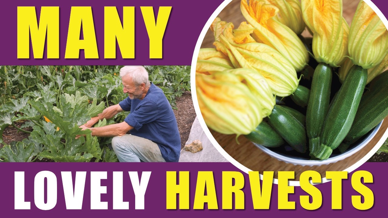 How to Grow Courgettes/Zucchini: 4 Months of Cropping from an April Sowing Under Cover