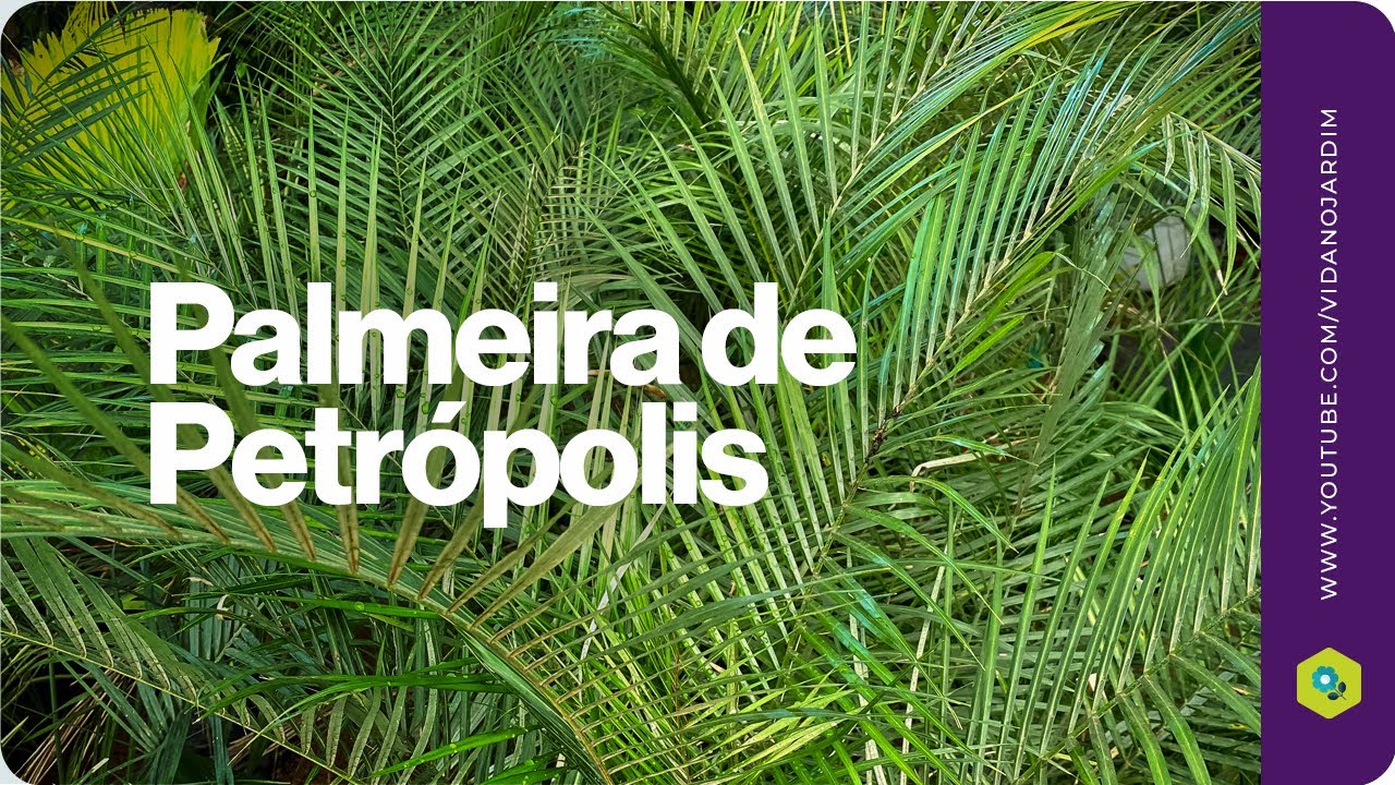 Linda palmeira nativa brasileira