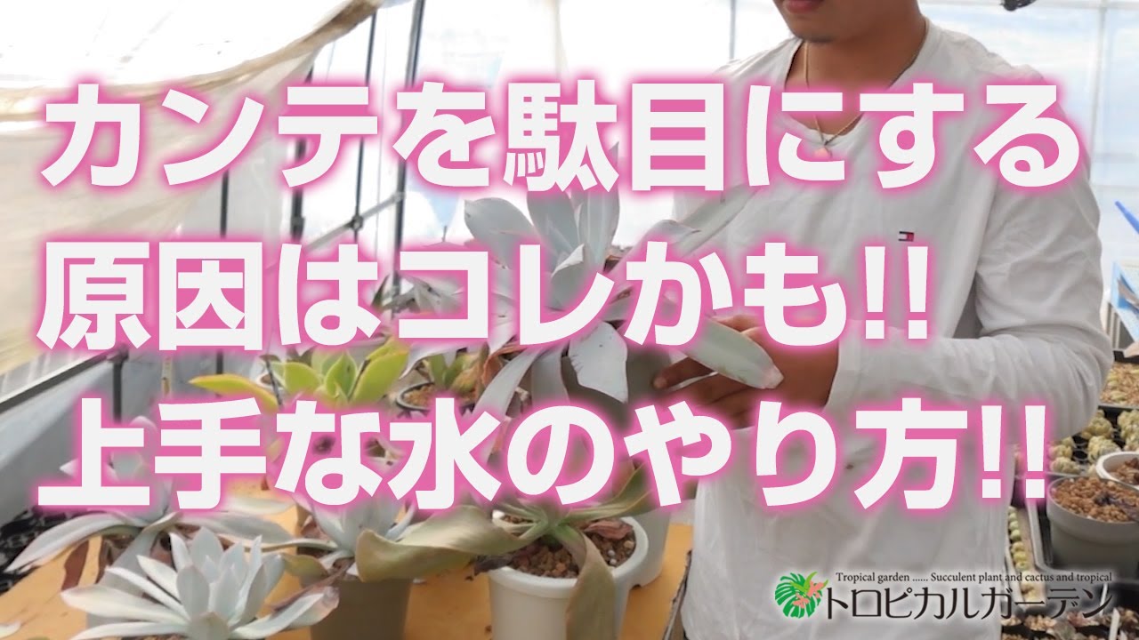 【多肉植物】カンテを駄目にする原因はコレかも!!上手な水のやり方!!【succulent】トロピカルガーデン