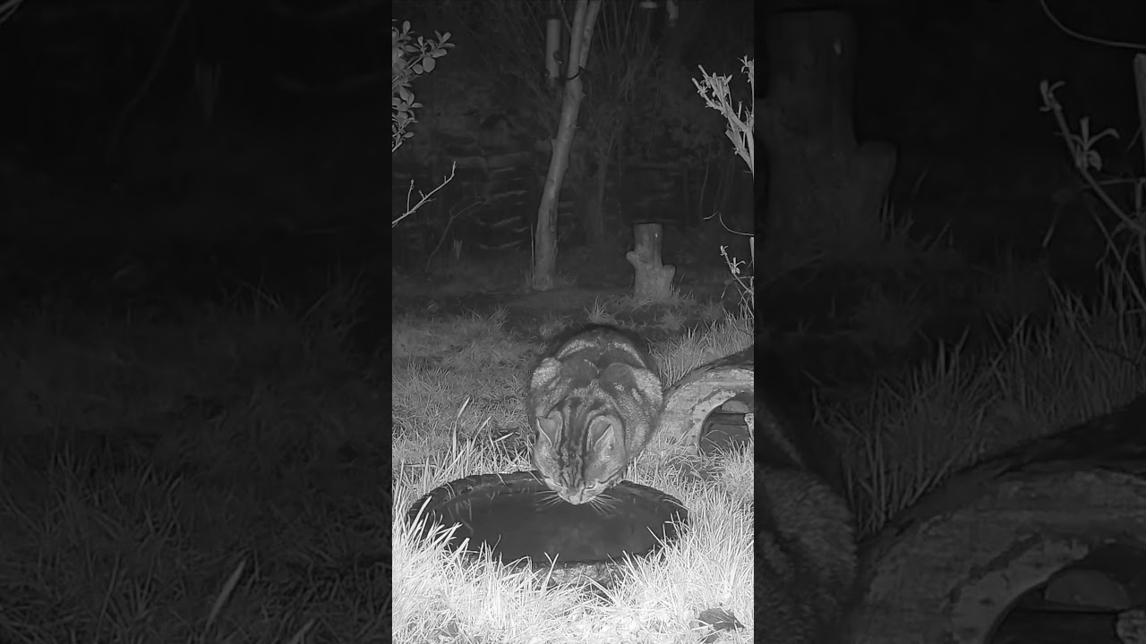 Wild Garden Cat #shorts