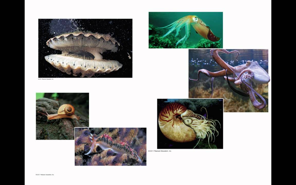 Bilateria: Spiralia Clade