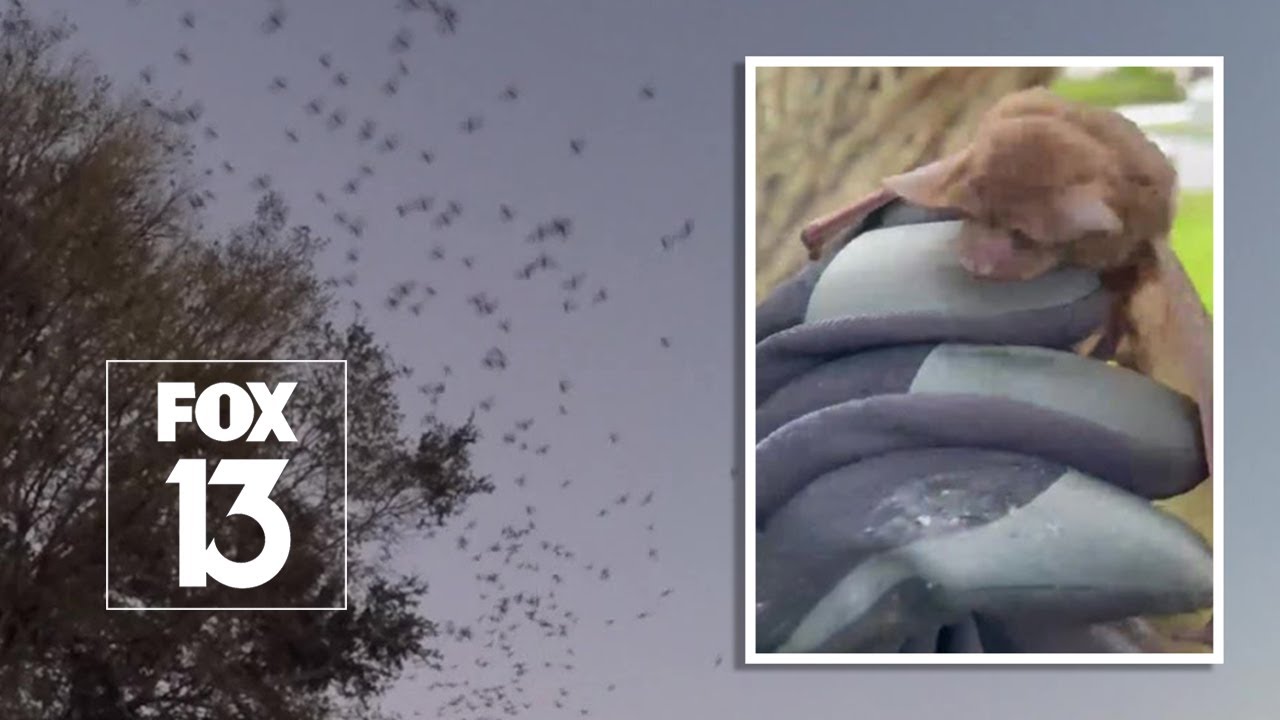 Lakeland apartments inundated with bats that can't be relocated