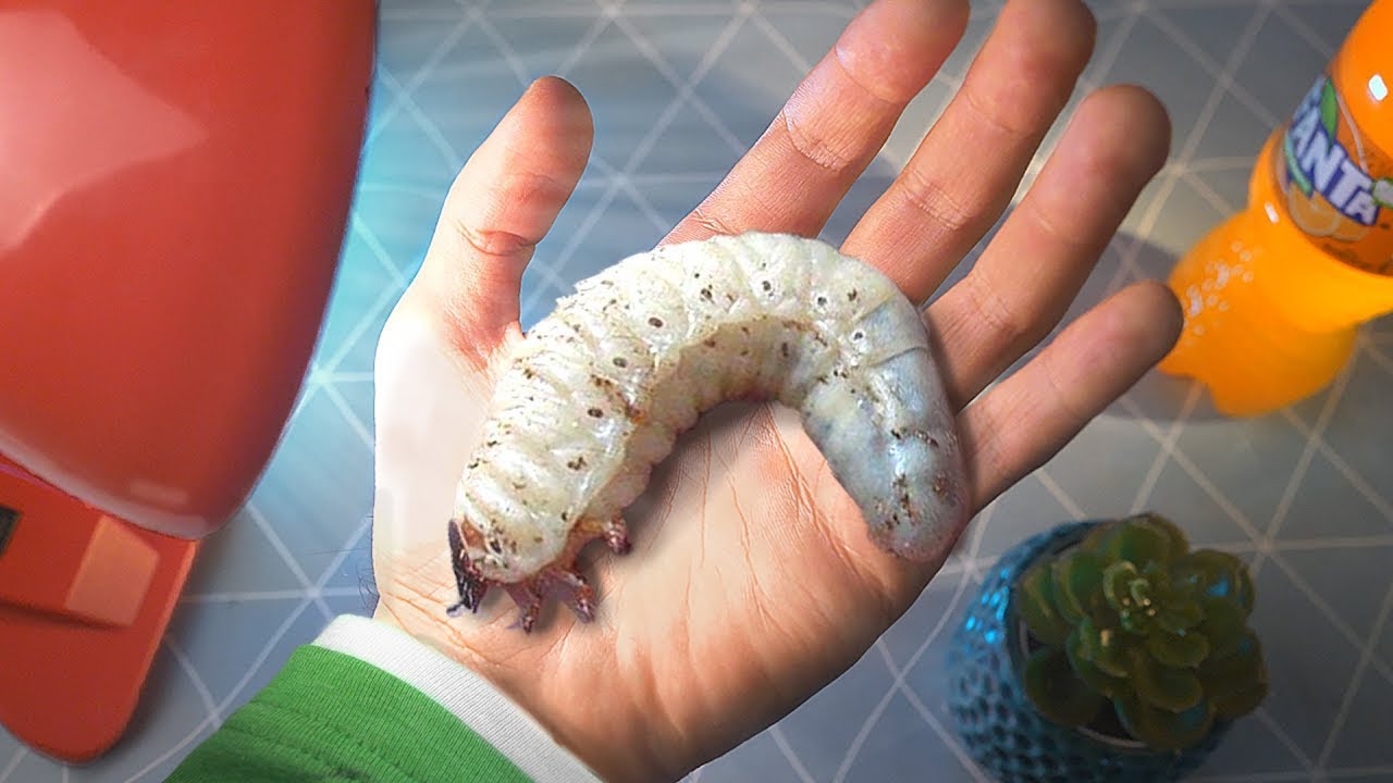 SE PUEDE COMER TU CASA