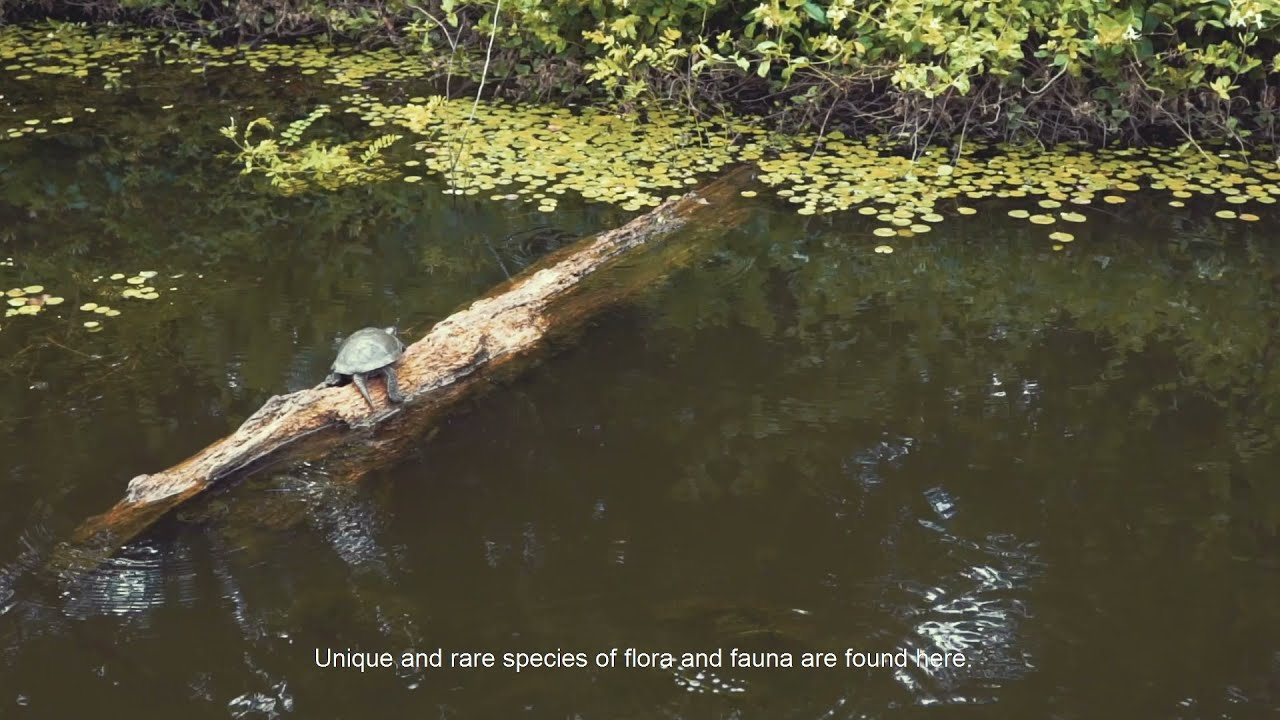 Colchic Rainforests and Wetlands of Georgia are inscribed on UNESCO`s World Heritage List