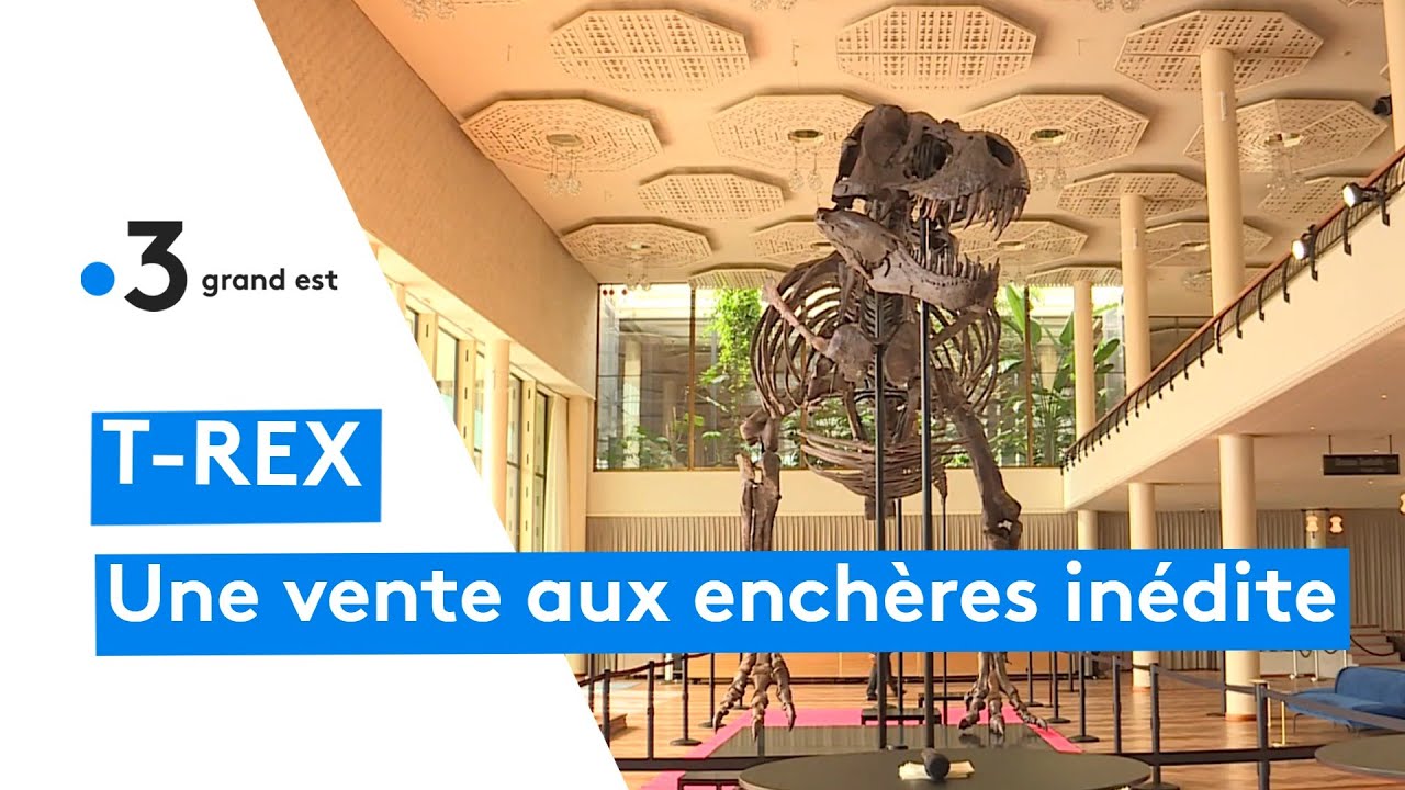 Le squelette d'un T-Rex est mis aux enchères