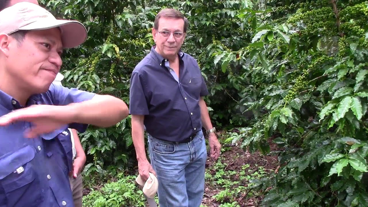 4 aplicaciones de Metalosate en Cultivo de café