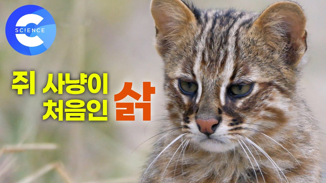고양이 아니고 맹수다옹! 첫사냥에 긴장한 새끼 삵