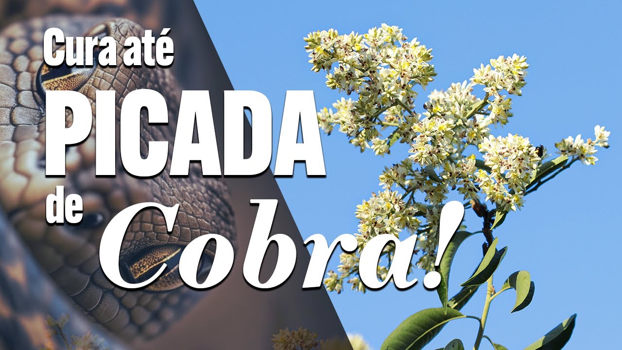 uma FARMÁCIA INTEIRA numa PLANTA SÓ - Guia da Floresta