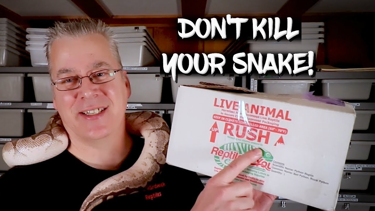 How to Ship your Snake - Without Killing It!