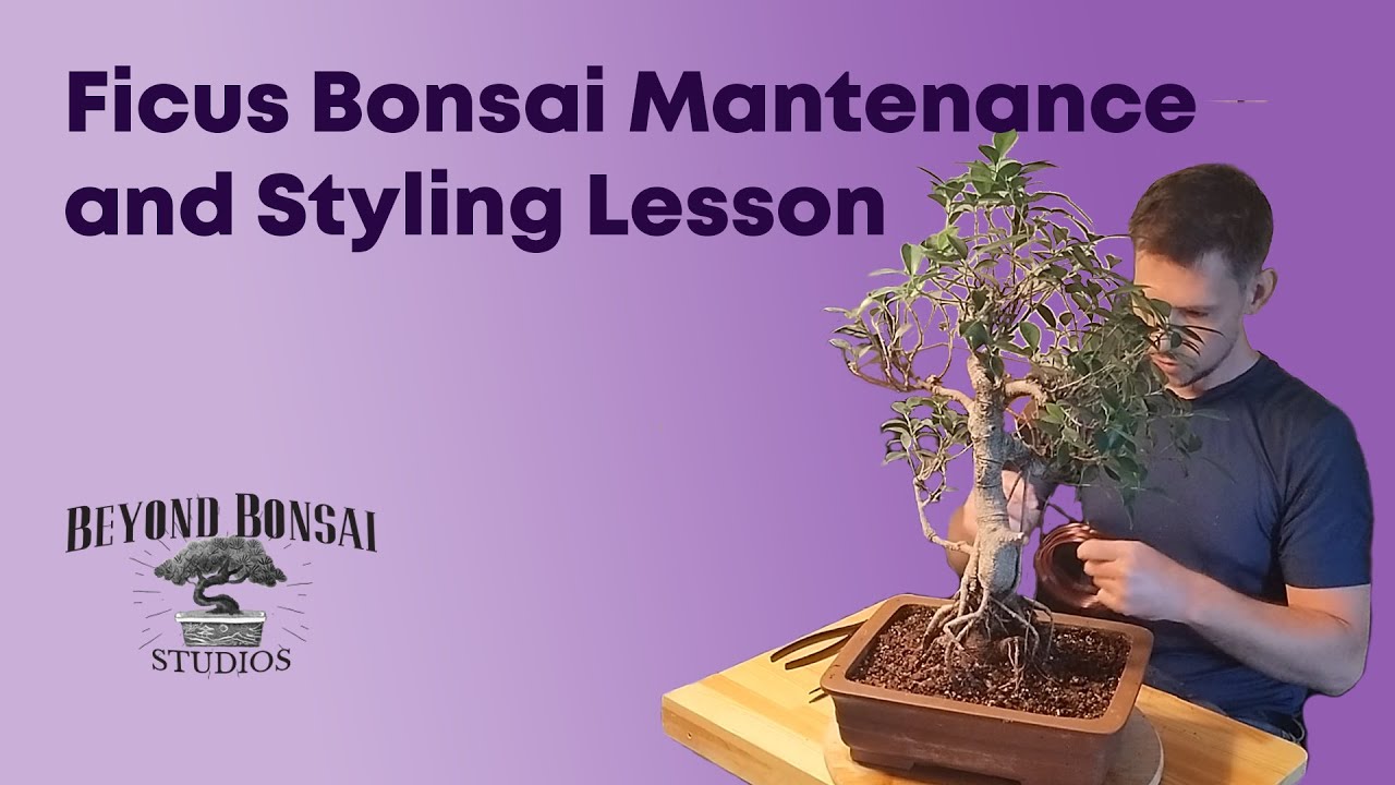 Bonsai Maintenance Guide - Ficus Microcarpa  Bonsai Styling