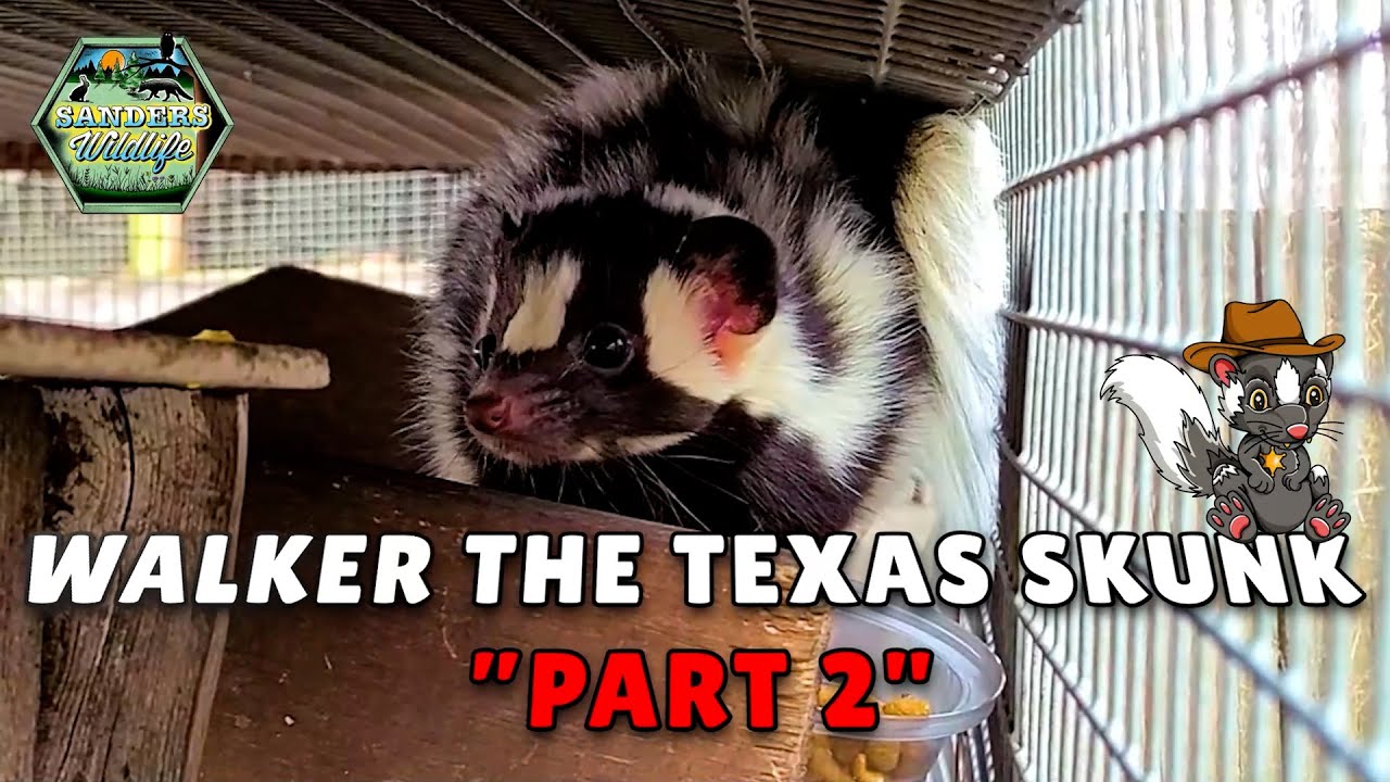 Walker The Texas Spotted Skunk Part 2