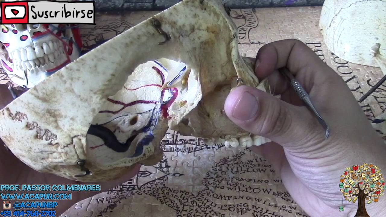Conducto Vidiano - Anatomía Humana - Parte V