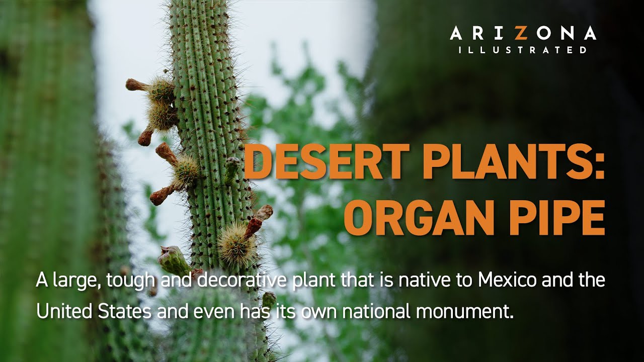 Desert Plants: Organ Pipe Cactus in Southern Arizona
