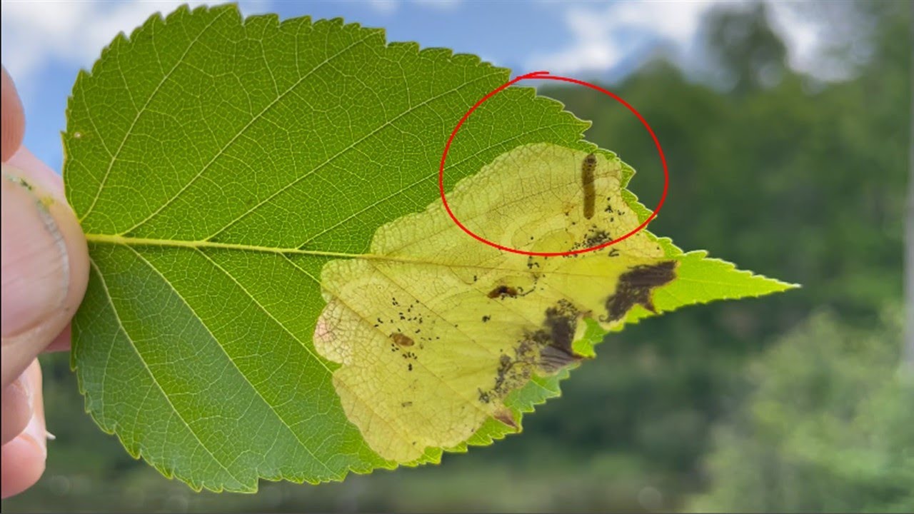 Managing Leaf Miners with the Purdue Plant Doctor