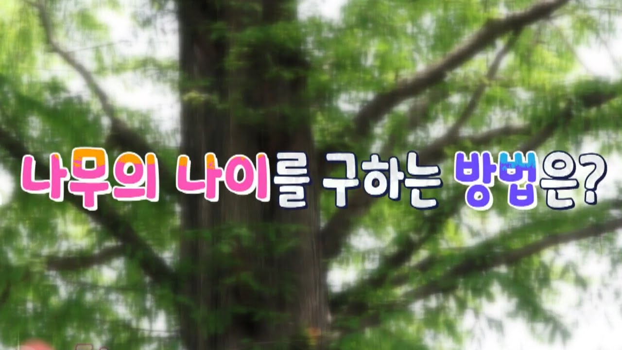나무의 나이를 알아보는 방법 [핫클립] / YTN 사이언스