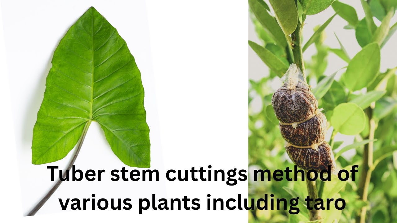 Tuber stem cuttings method of various plants including taro #satisfying #bonsai #asmr #shorts