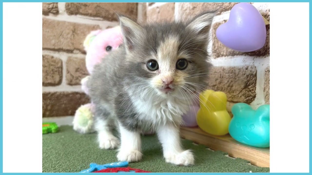 746179 ノルウェージャン・フォレストキャット