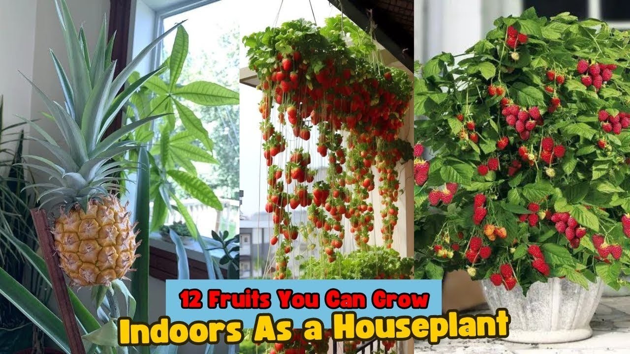 12 Fruits You Can Grow Indoors As a Houseplant