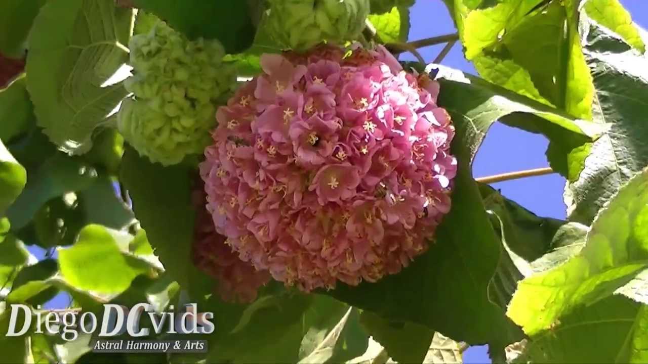 Dombeya wallichii (Malvaceae) pinkball, pink ball tree, tropical hydrangea
