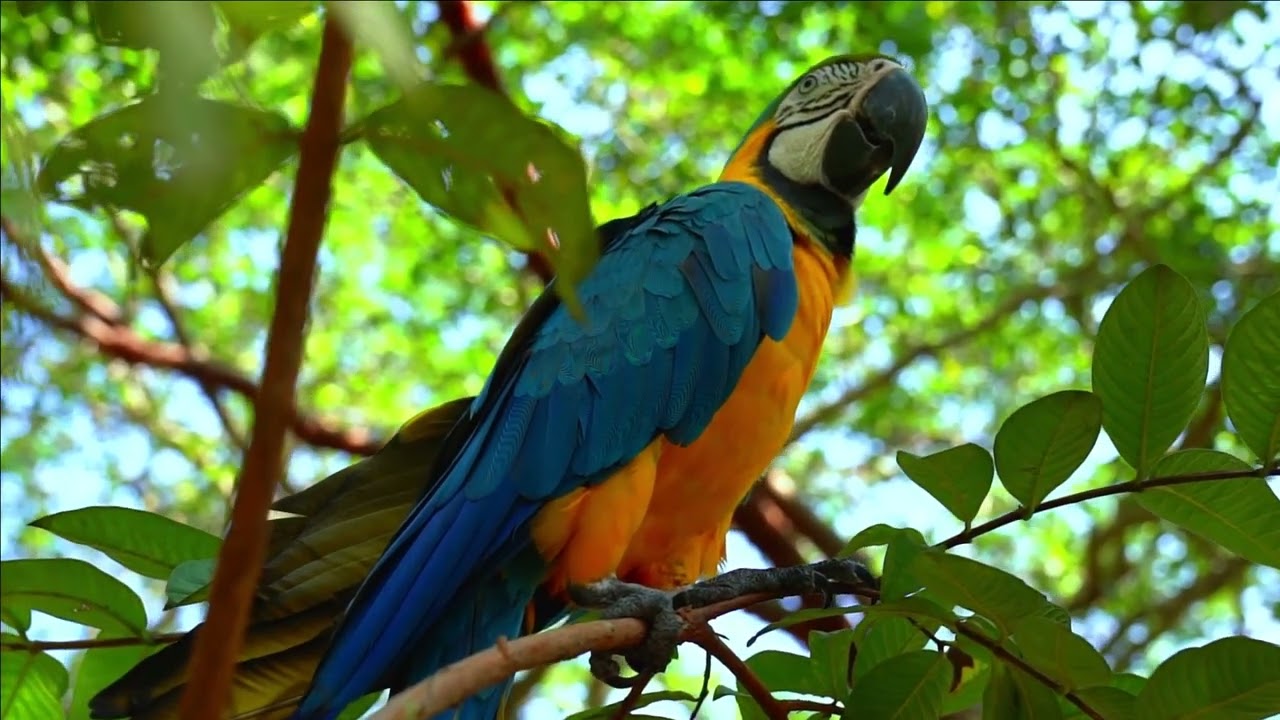 🦜 CANTO DA ARARA - SOM DE ARARA CANTANDO