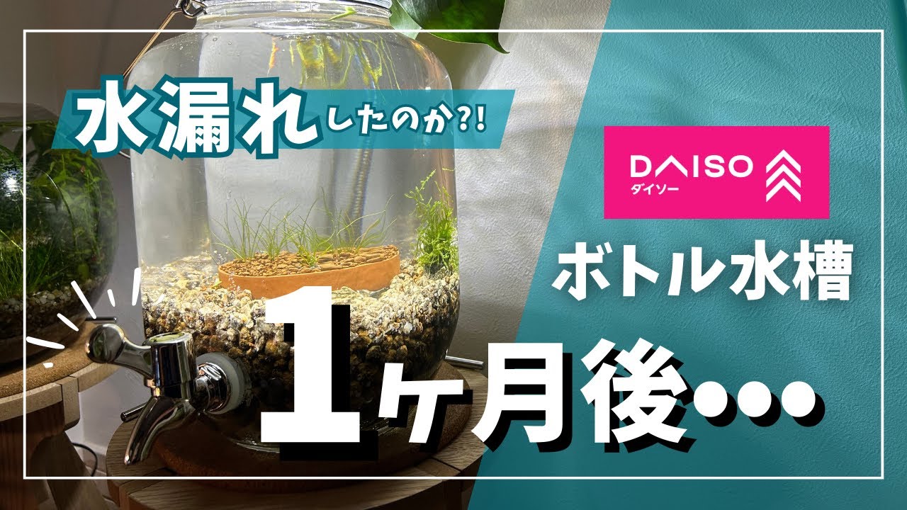 【アクアリウム】DAISOボトル水槽、1ヶ月後に異変…水漏れ発覚！？ /Something strange after a month? #068