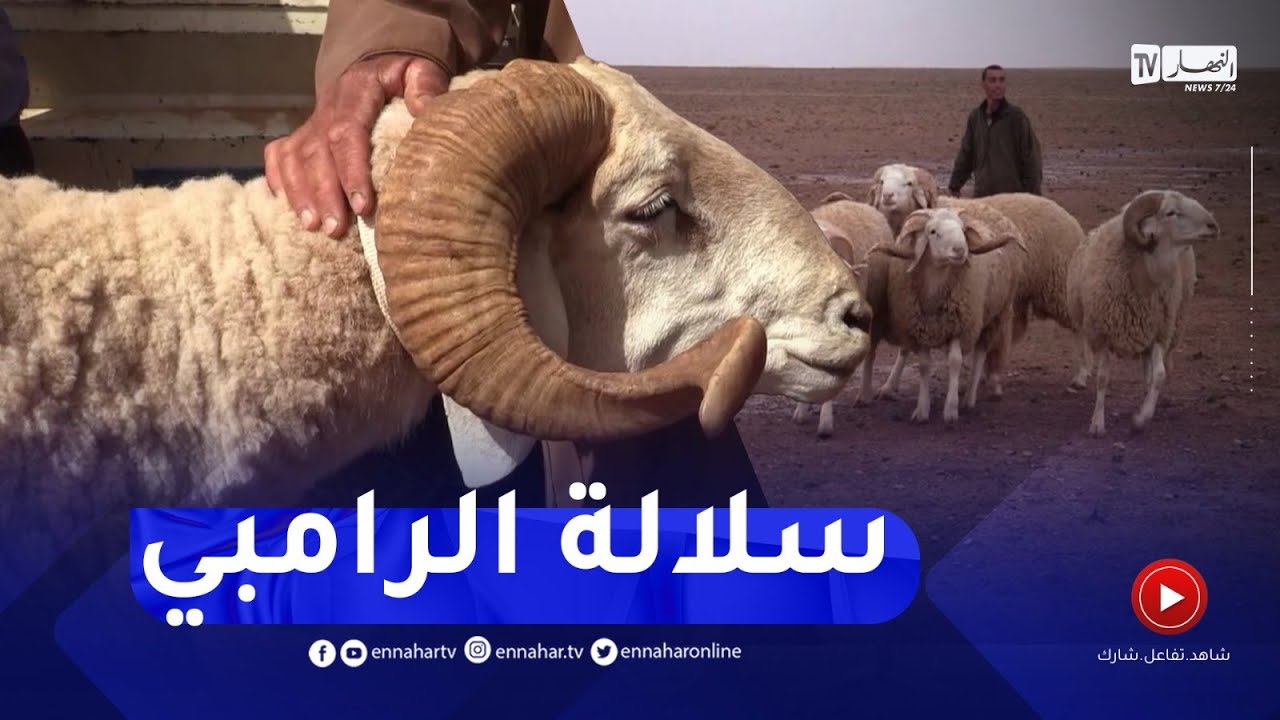 تیارت: سلالة كباش الرامبي.. المطلب الأول لجودتها