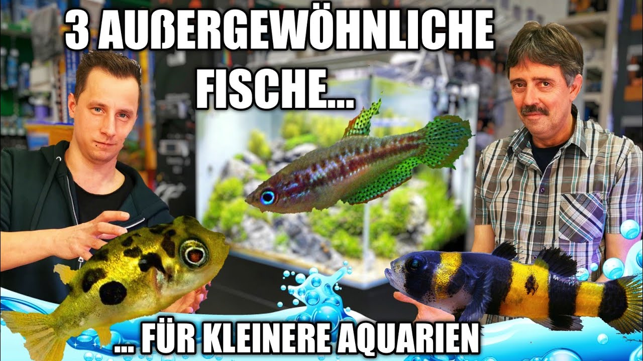 3 Außergewöhnliche Fische für kleinere Aquarien / Artenbecken