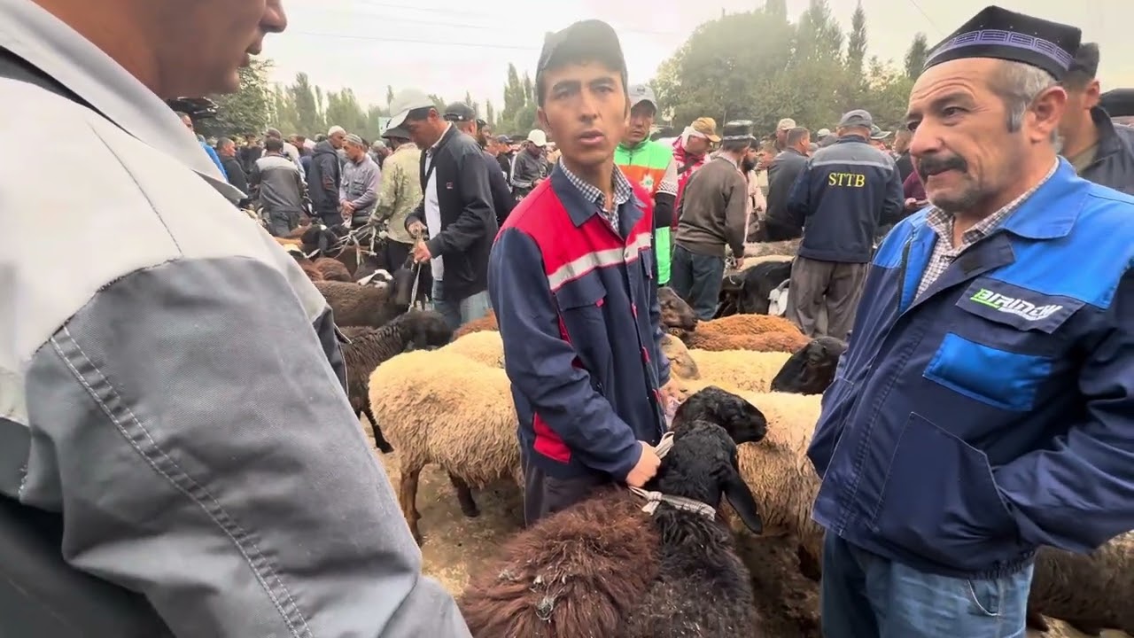 ANGREN MOL BOZORI QOYLAR QATORI 18.09.25 fermeruz #fermeruz 