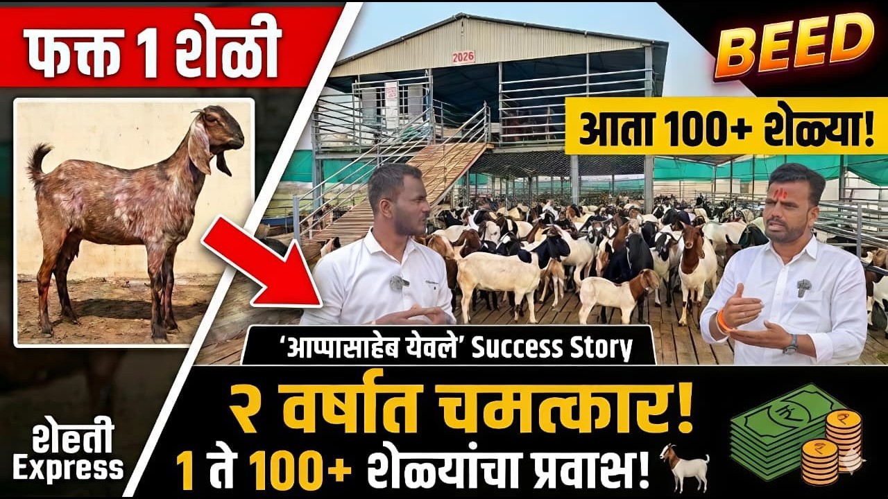 फक्त 1 शेळीपासून सुरूवात… 2 वर्षात 100+ शेळ्या कशा झाल्या?
