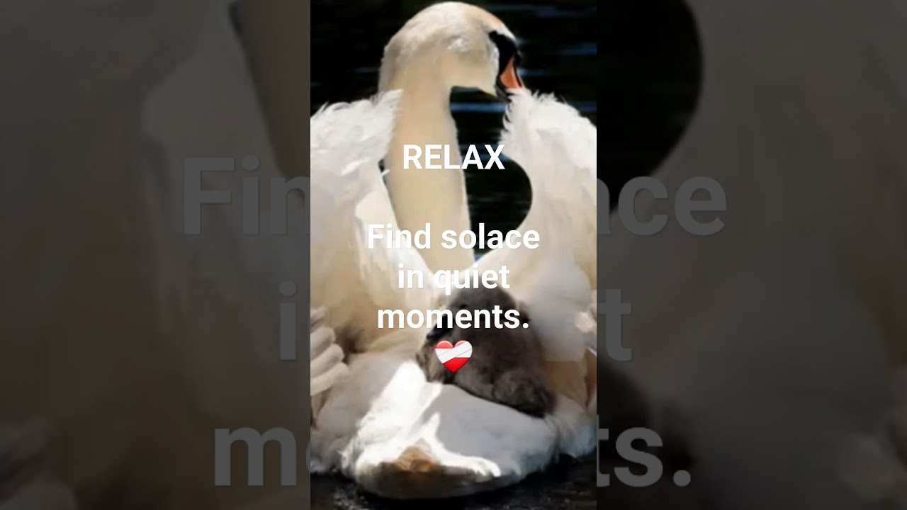 RELAX Find solace in quiet moments.