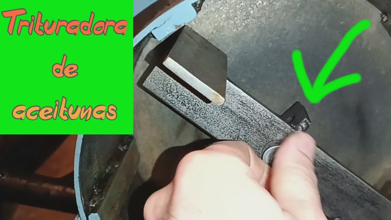 Trituradora de aceitunas para hacer aceite de oliva casero || triturar olivas