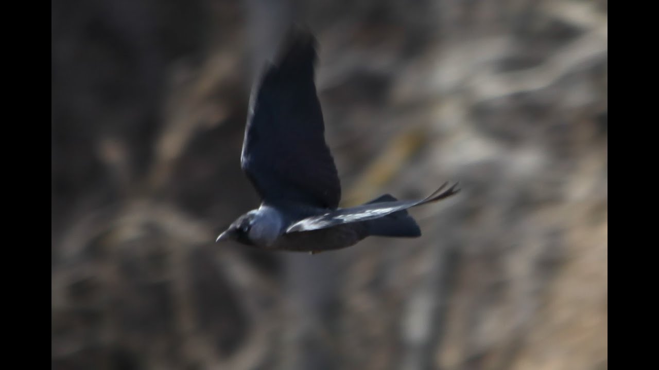 Grajilla Occidental (Fauna de Israel)