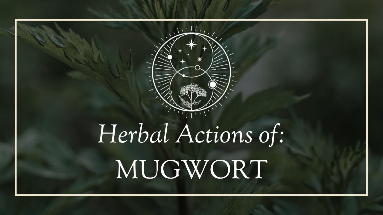 The Herbal Actions of Mugwort