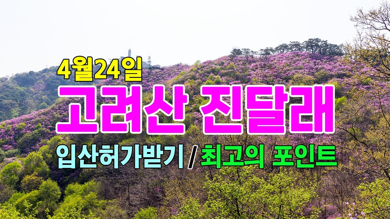 2025년 고려산 진달래/ 입산허가 받는법/고려산 진달래#고려산 진달래
