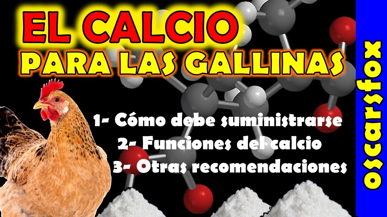 ❤️El CALCIO para las GALLINAS de tu patio / oscarsfox 2021