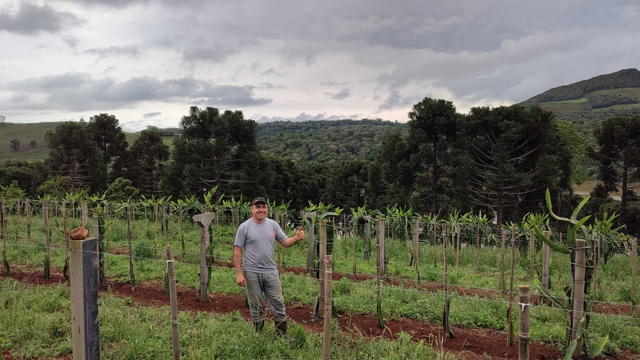 Como fazer o plantio de Pitaya da forma correta no sistema de espaldeira