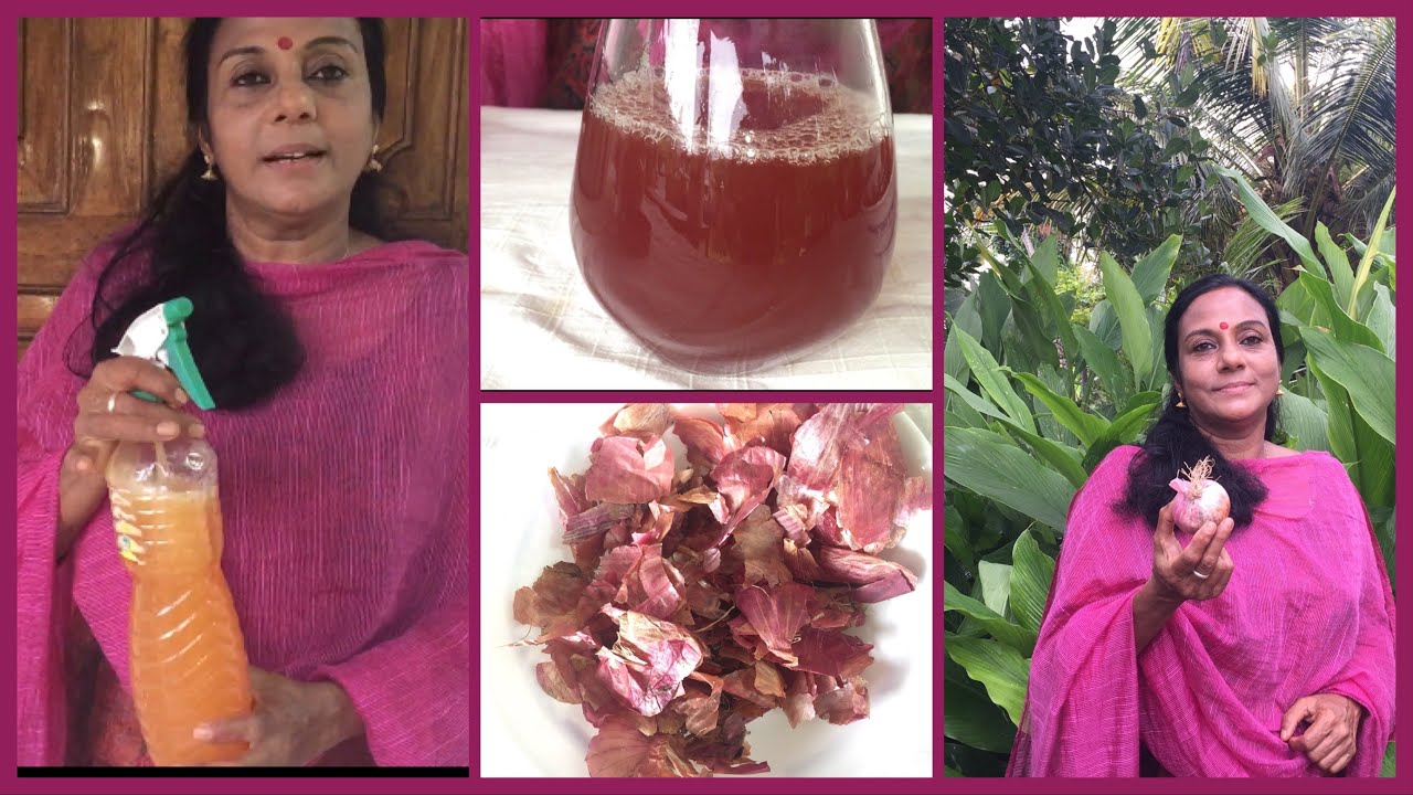 അടുക്കളയിലെ ഈ വേസ്റ്റ് മാത്രം മതി പച്ചക്കറി വിളവ് പത്തിരട്ടി ആക്കാൻ!! Manure making with onion peel