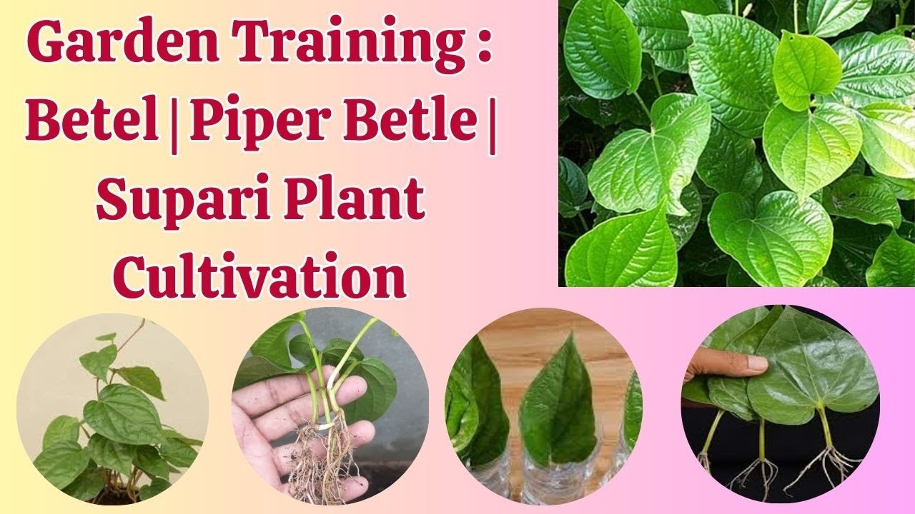 Garden Training   Betel  Piper Betle  Supari Plant Cultivation