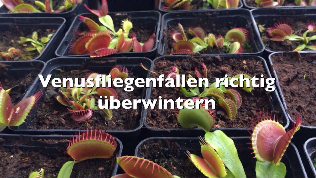 Venusfliegenfallen richtig überwintern | Tutorial | Karnico