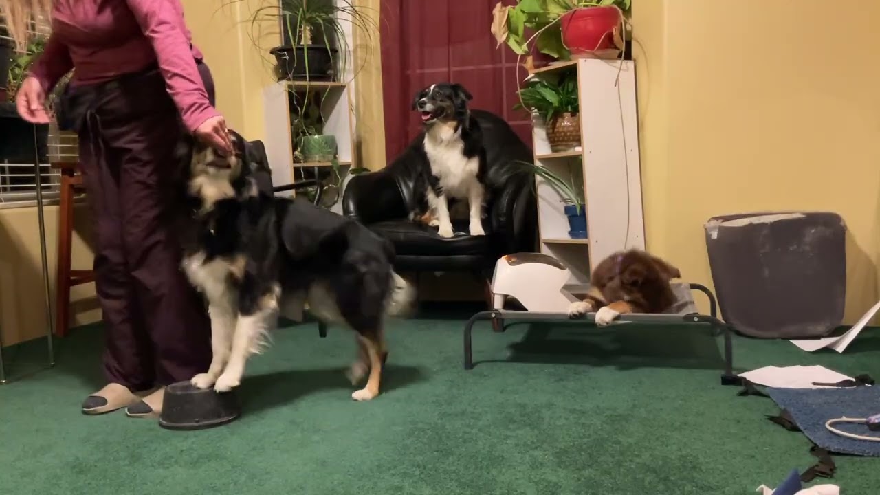 place training multiple dogs step 3 handler and dog motion