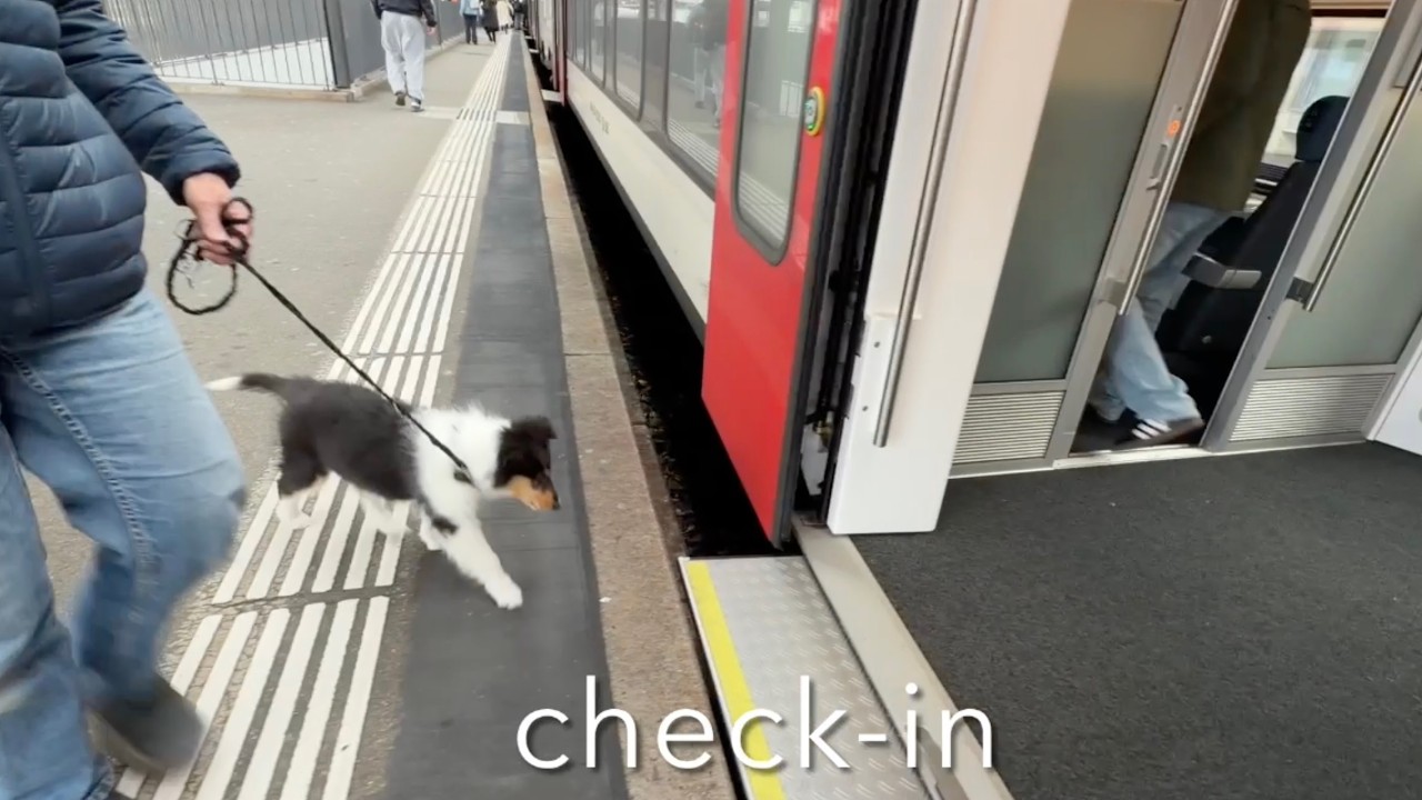 Rock’n’Roll Train – Noya vom Seehain (10.5 weeks) at Burgdorf station & city tour for socialization