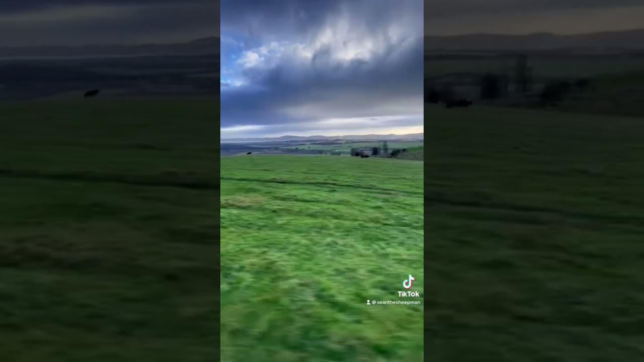 Who is the fastest dog